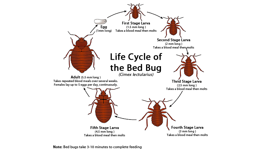 Dallas bed   bug treatment (killbedbugs)