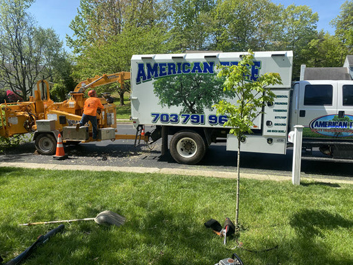 American Tree And Landscaping LLC