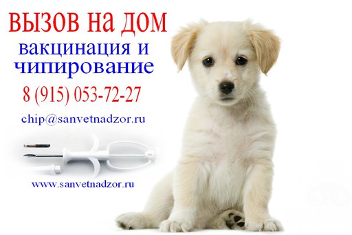 чипирование  собак (mityay_borzenkov)