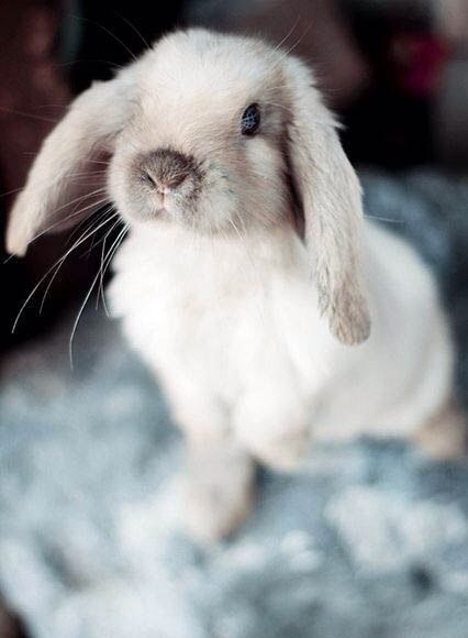 Rabbit   (sasha_milukov1)